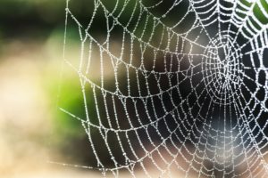 spiderweb