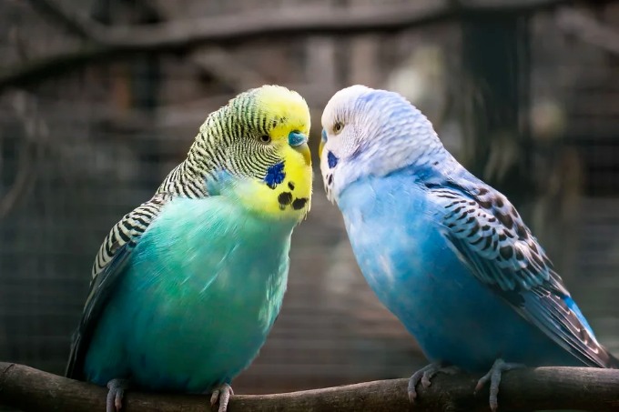 couple of birds